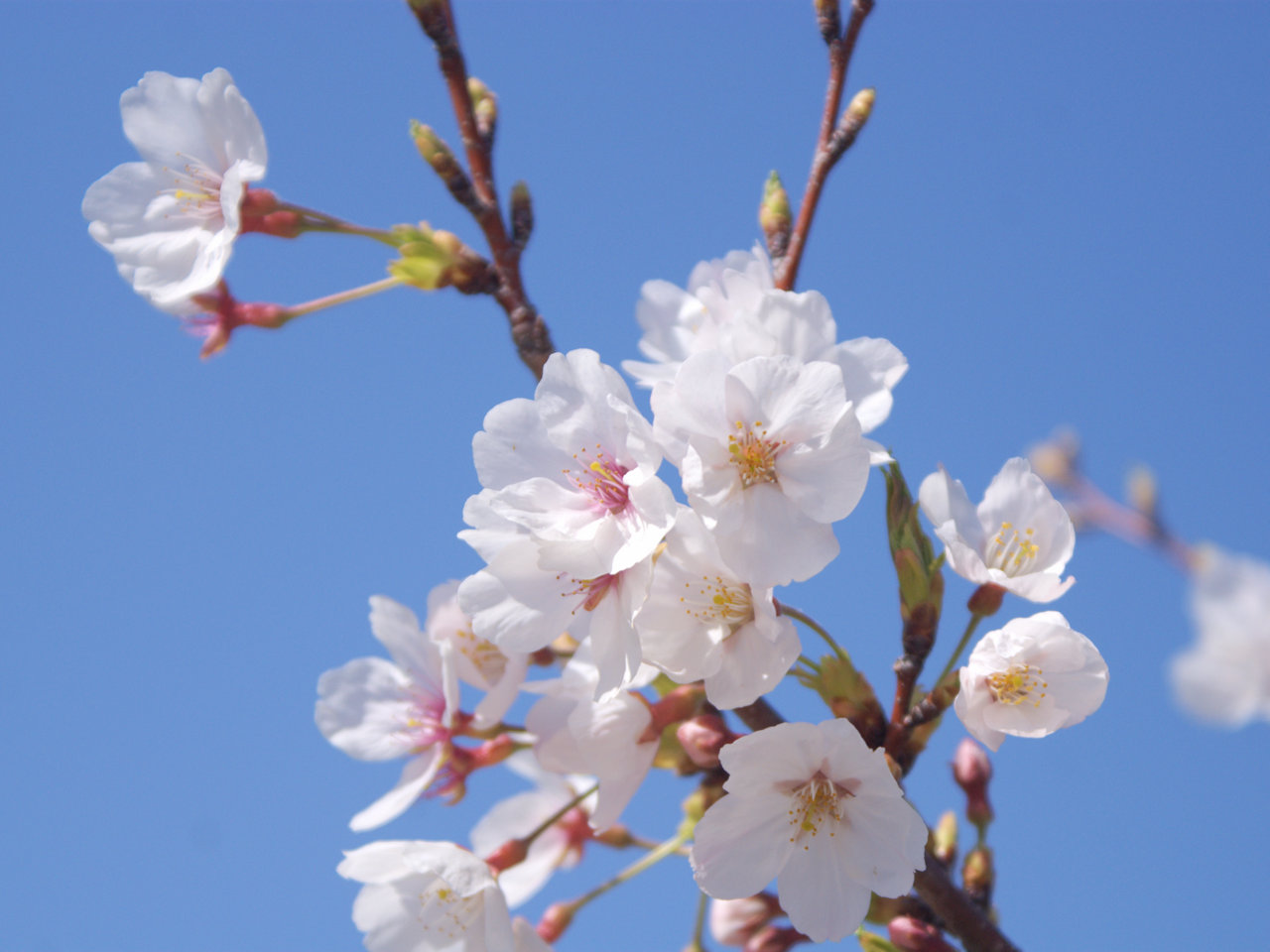 ホームこころ桜