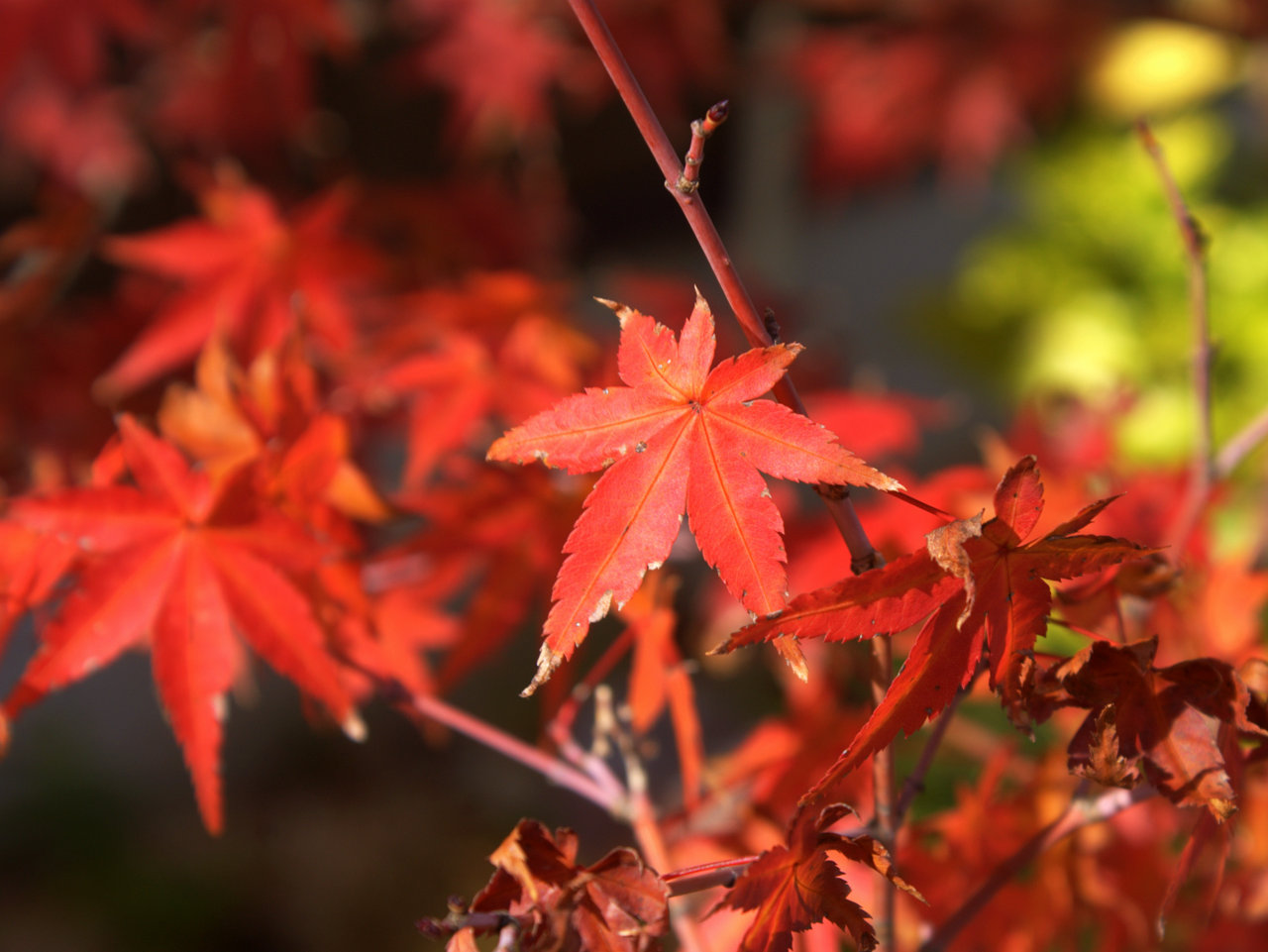 ホームこころ紅葉