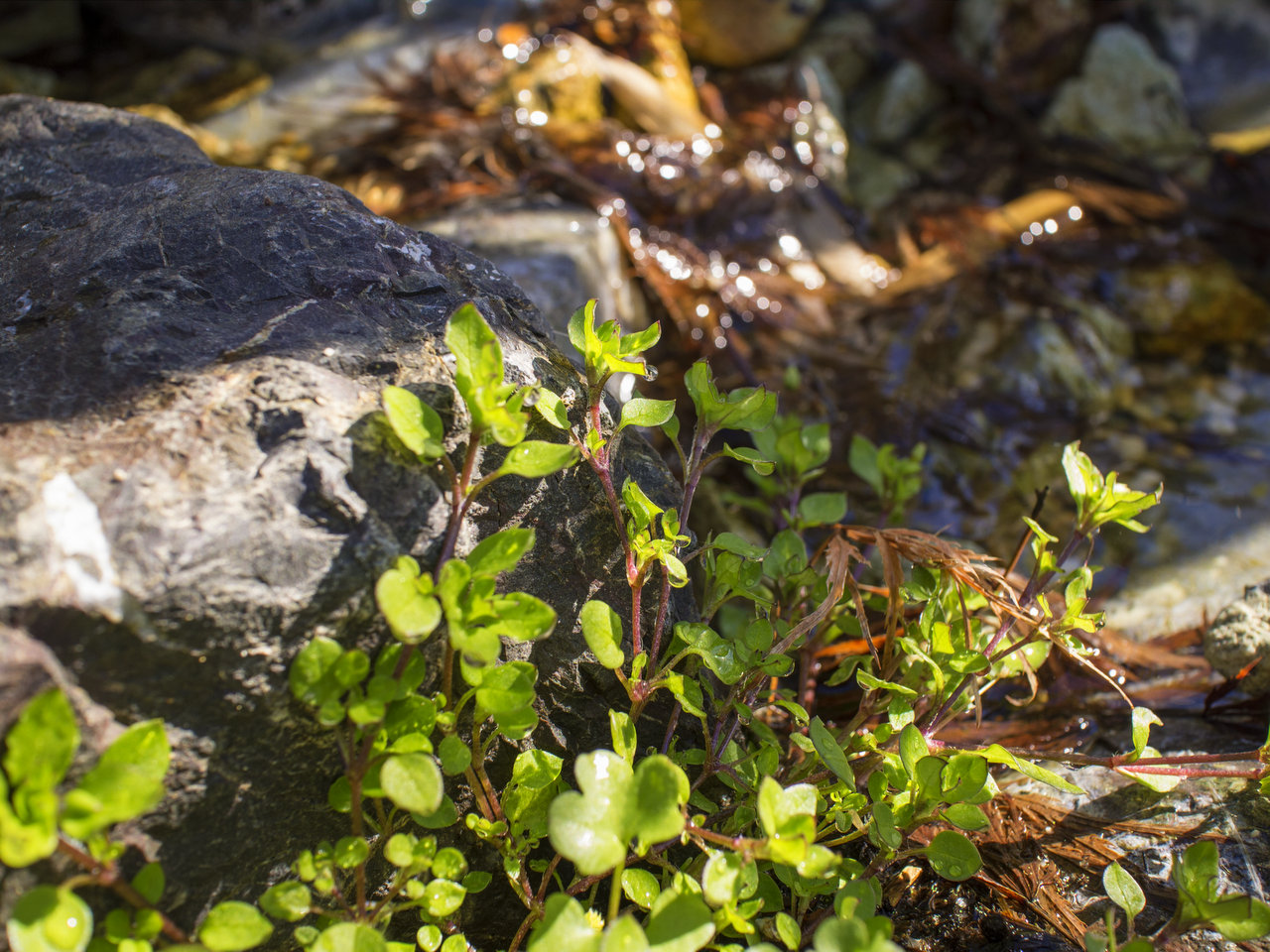 ホームこころ池