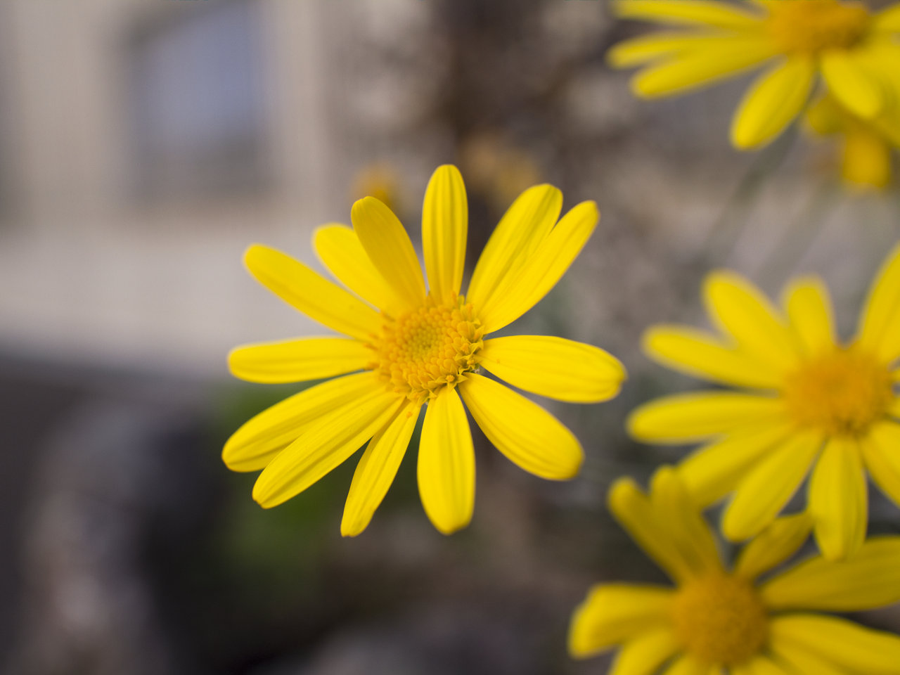 サンプルメージ